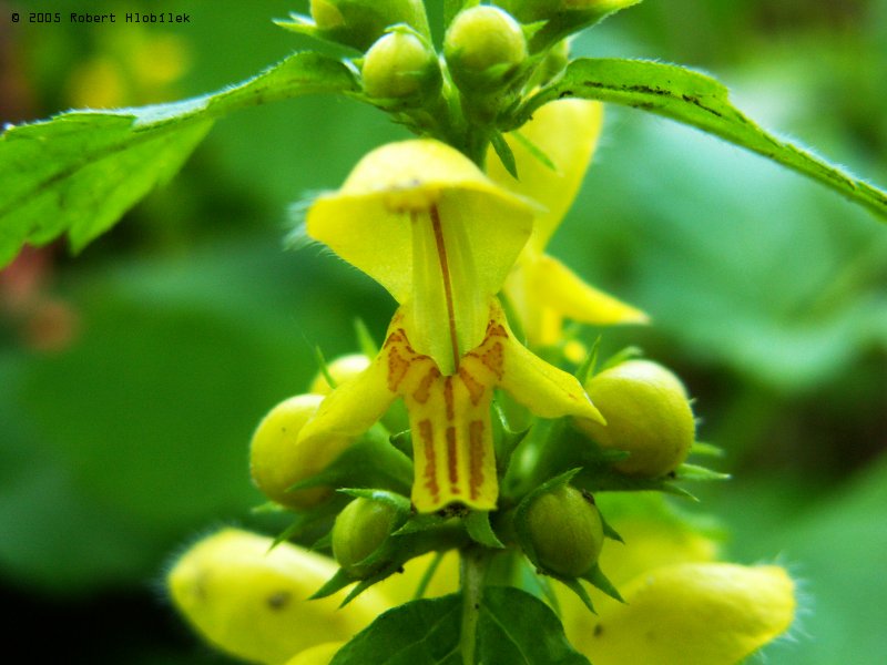 Žlutý květ hluchavky