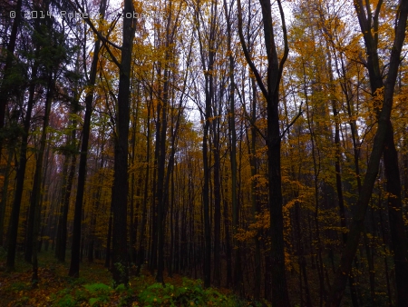 Listnatý les