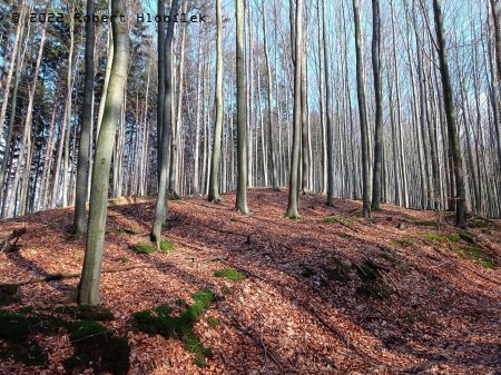 Bukové lesy na Rusavě koncem února