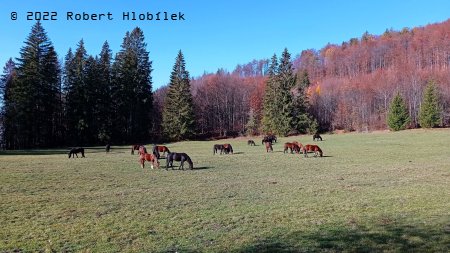 Stáda koní volně se pasoucích na Muránské planině