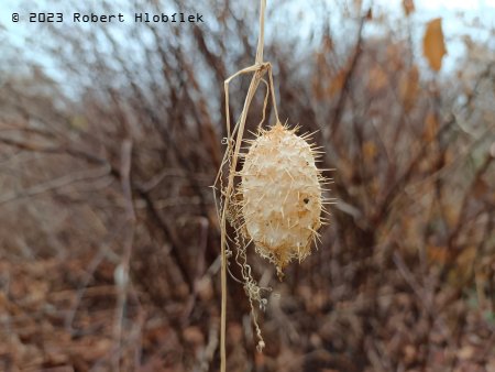 Štětinec laločnatý (Echinocystis lobata) invazivní rostlina pocházející ze Severní Ameriky.