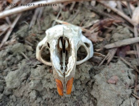 Lebka nutrie (Myocastor coypus) s typickými oranžovými zuby.