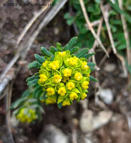 Pryšec chvojka (Euphorbia cyparissias) je jedovatá bylina.