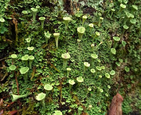 Dutohlávka třásnitá (Cladonia fimbriata) je celkem běžný lišejník.