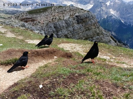 Kavče žlutozobé (Pyrrhocorax graculus) žije ve vysokých horách, hnízdí na skalních útesech.