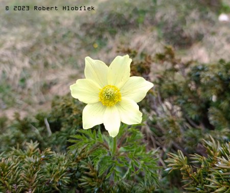 Koniklec alpinský (Pulsatilla alpina subsp. apiifolia) roste v evropských horách. 