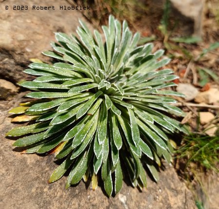 Lomikámen dlouholistý (Saxifraga longifolia) 