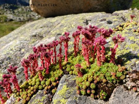 Netřesk horský (Sempervivum montanum)