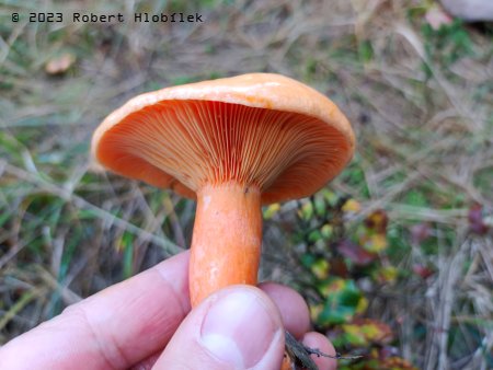 Ryzec smrkový (Lactarius deterrimus)