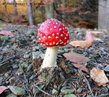 Muchomůrka červená (Amanita muscaria) roste od července až do konce října, někdy i déle