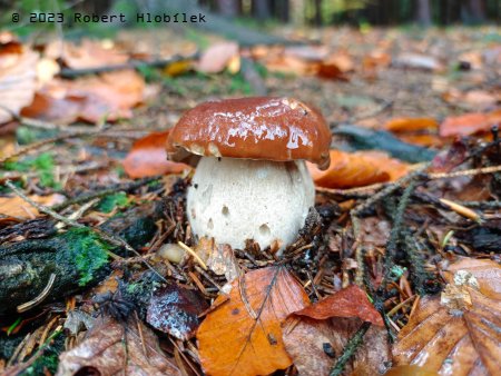 Hřib smrkový (Boletus edulis) po dešti