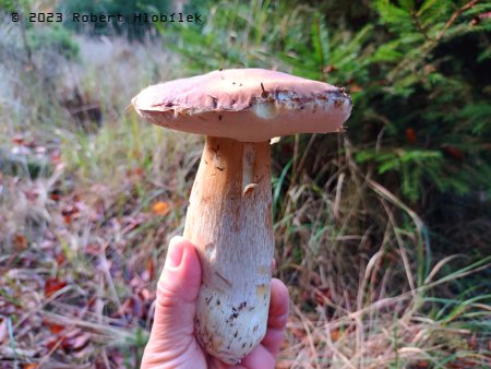 Hřib smrkový (Boletus edulis) poslední listopadoví krasavci