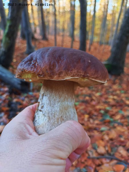 Hřib smrkový (Boletus edulis) poslední listopadoví krasavci