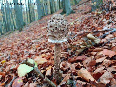 Bedla vysoká (Macrolepiota procera)