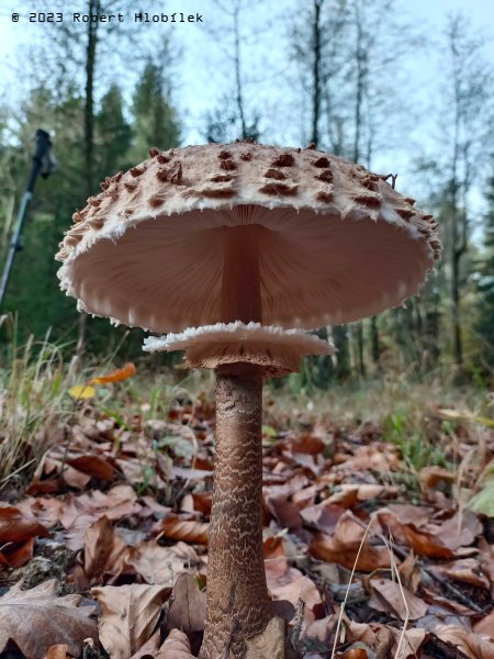 Bedla vysoká (Macrolepiota procera)