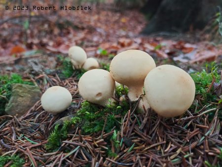 Pýchavka hruškovitá (Lycoperdon pyriforme), jedlá