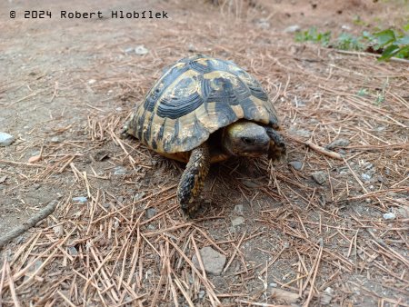 Želva zelenavá (Testudo hermanni), narazili jsme na ni v parku v Ohridu