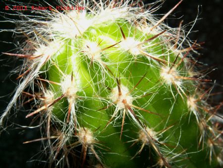Kaktus - makro