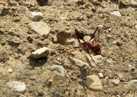 Místní velký mravenec