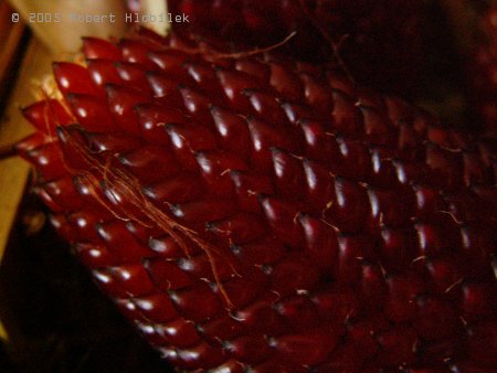 Okrasná červená kukuřice