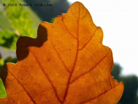 Uschlý dubový list