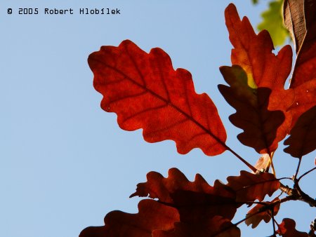 Dubové listy v barvách podzimu