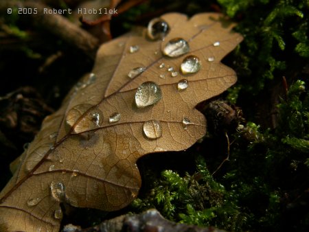 Dešťové kapky na dubovém listu