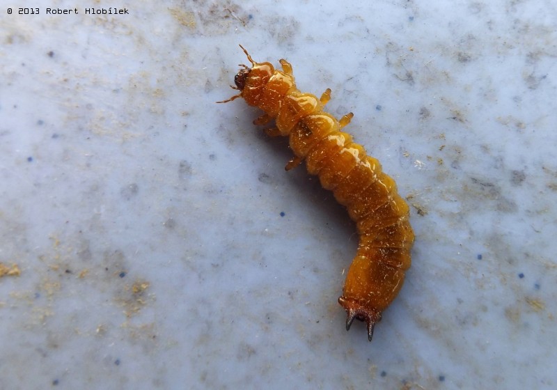 Drátovec - larva kovaříka