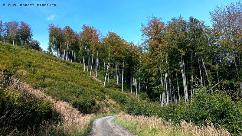 Bukové lesy nad obcí Chvalčov