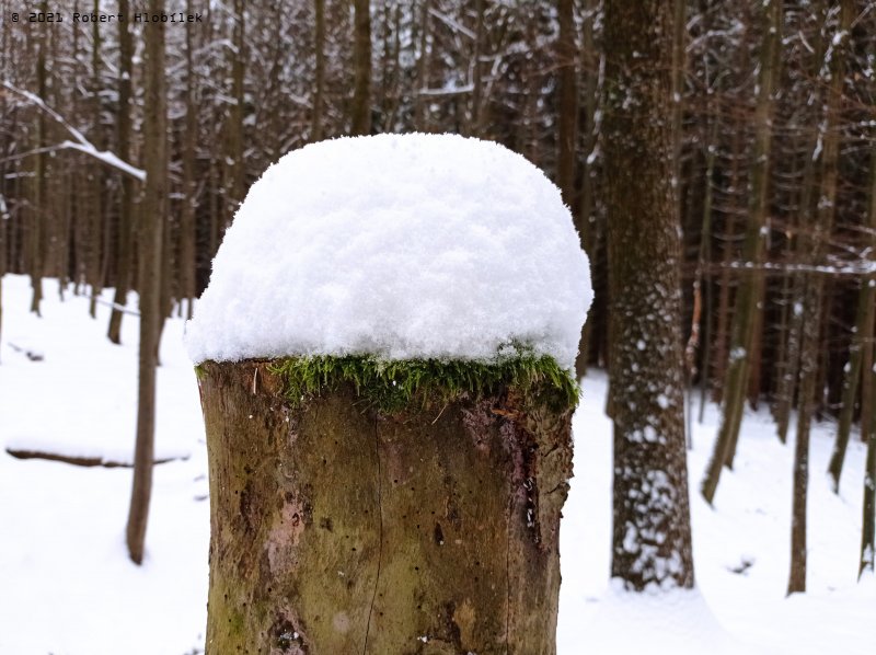Už i v Hostýnkách mají pařezy sněhové čepice