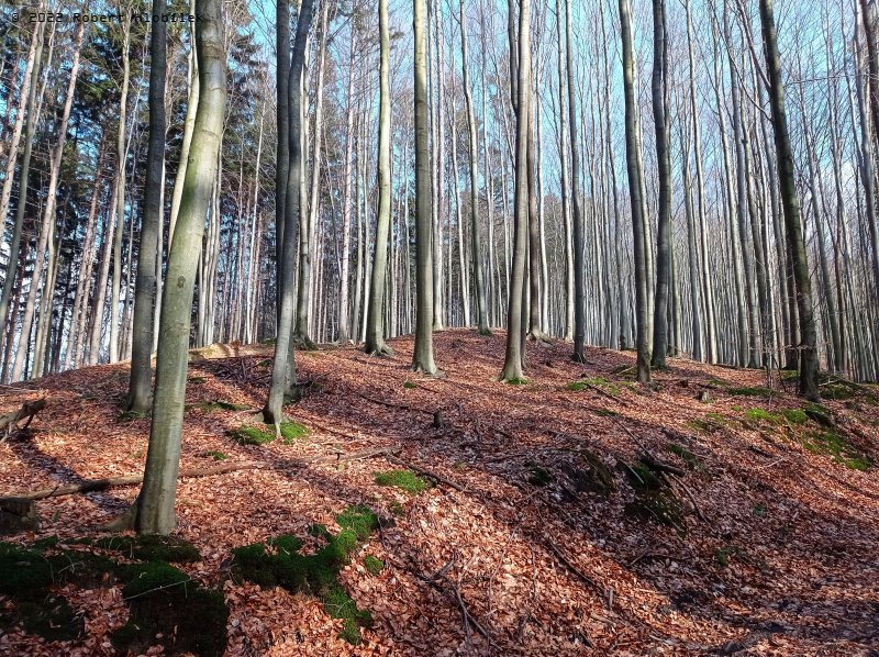 Bukové lesy na Rusavě koncem února