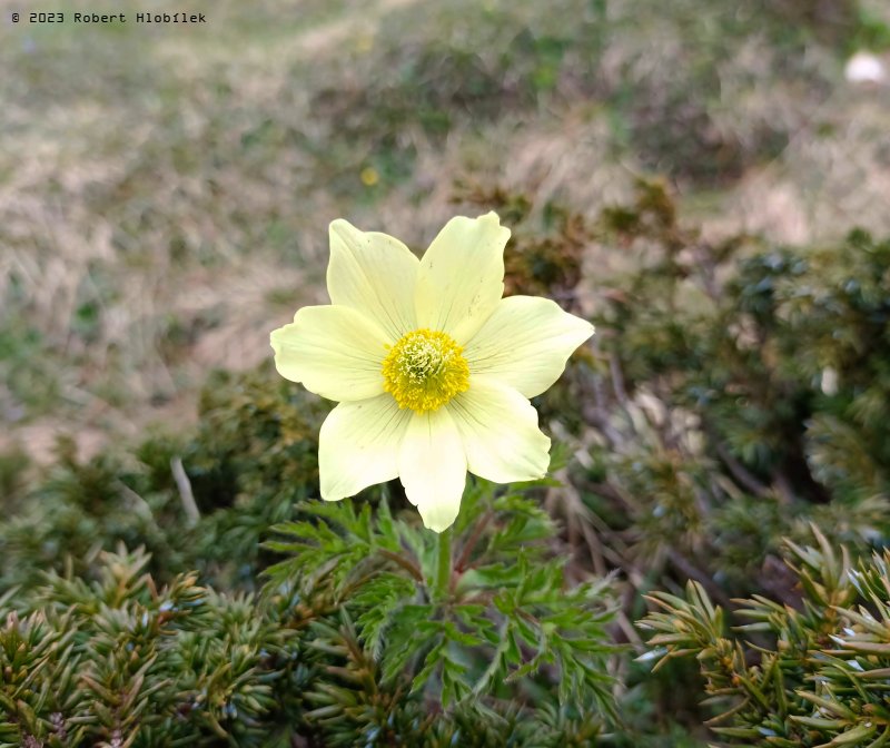 Koniklec alpinský (Pulsatilla alpina subsp. apiifolia) roste v evropských horách. 