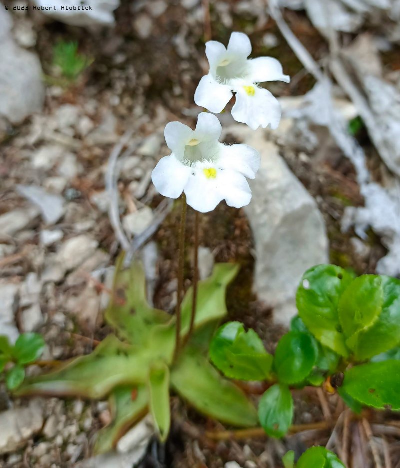 Tučnice alpská (Pinguicula alpina) je vzácná masožravá rostlina, která roste vysoko v horách. 