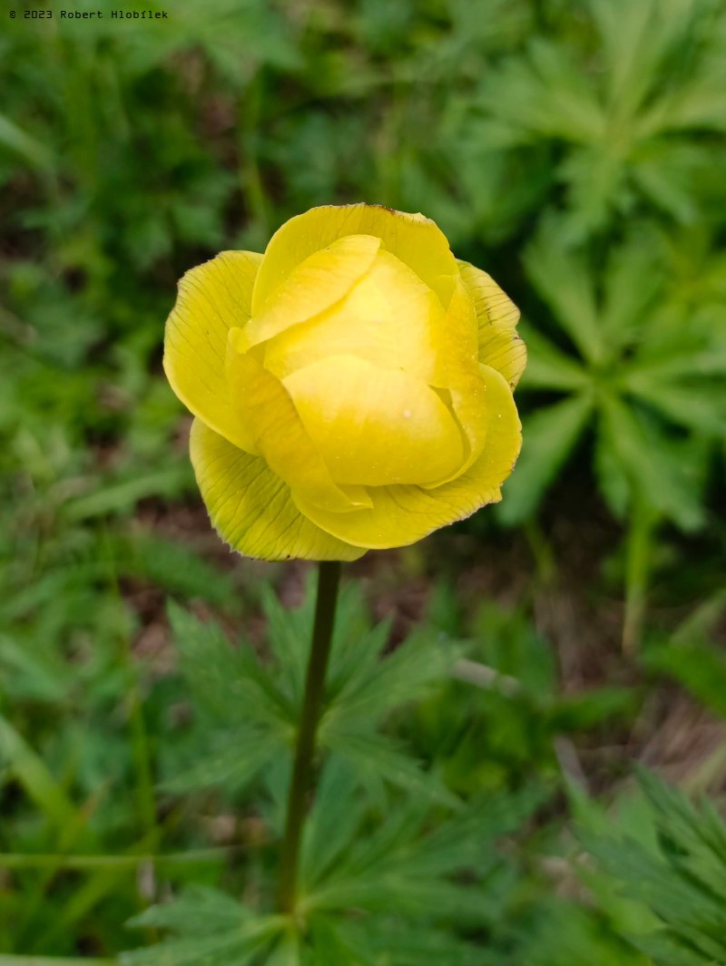 Upolín evropský (Trollius europaeus), u nás se nevyskytuje.