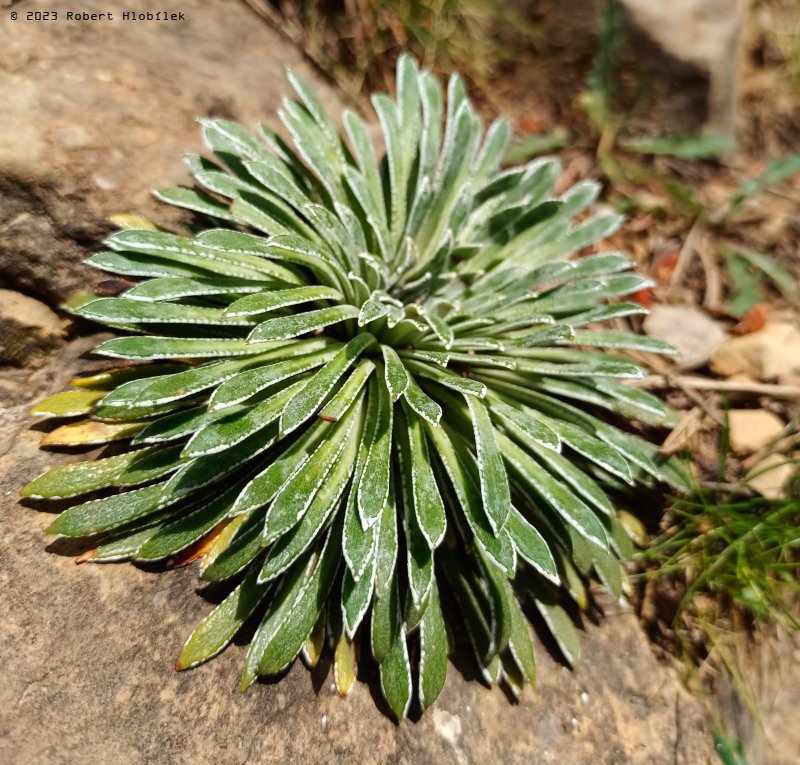 Lomikámen dlouholistý (Saxifraga longifolia) 