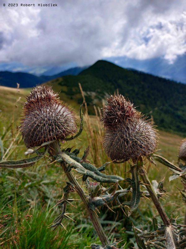 Pcháč bělohlavý (Cirsium eriophorum)