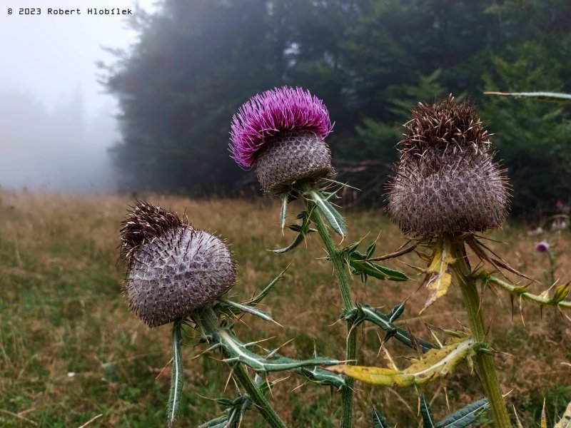 Pcháč bělohlavý (Cirsium eriophorum)