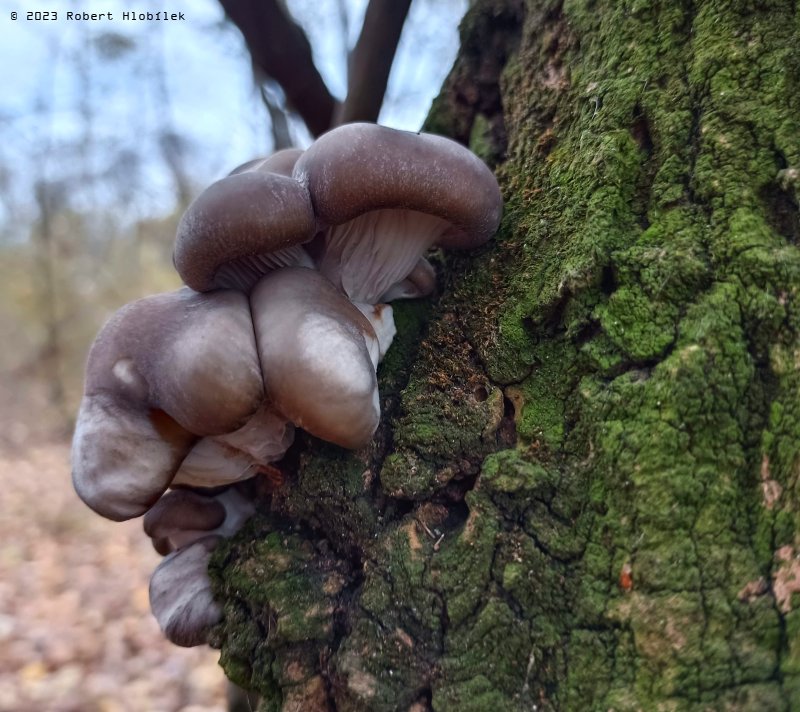 Hlíva ústřičná (Pleurotus ostreatus)