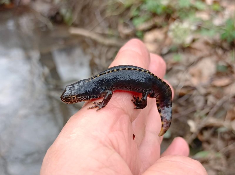 Čolek horský  (Ichthyosaura alpestris)