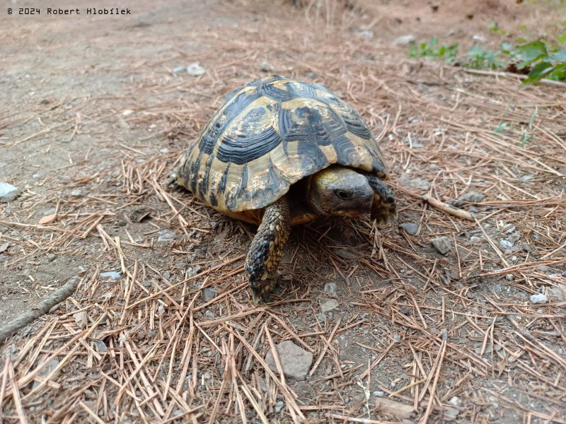 Želva zelenavá (Testudo hermanni), narazili jsme na ni v parku v Ohridu