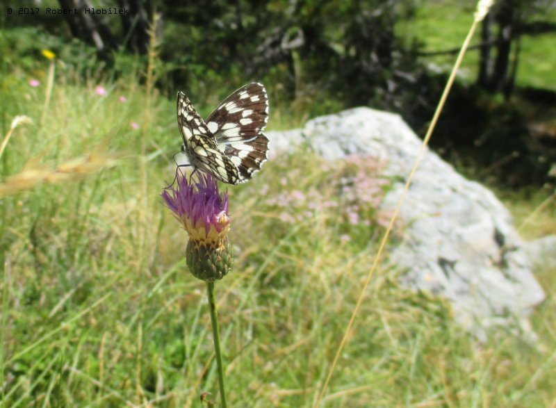 Motýl v pohoří Biokovo