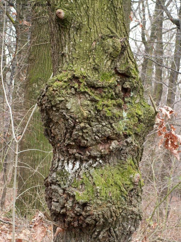 Nemocný strom