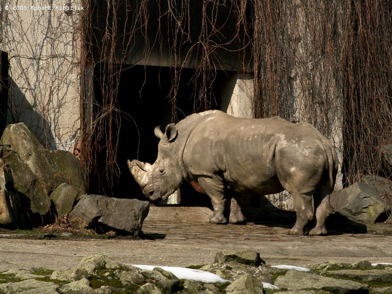 nosorožec TUPOnosý