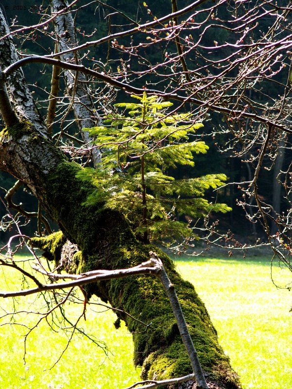 Strom na stromě