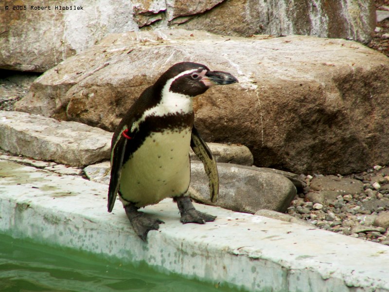 Tučňák Humboldtův