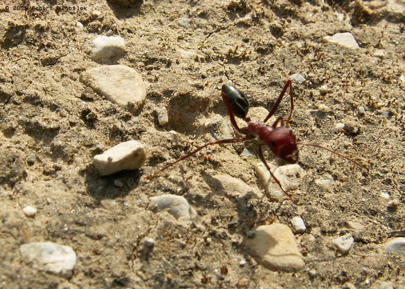 Místní velký mravenec