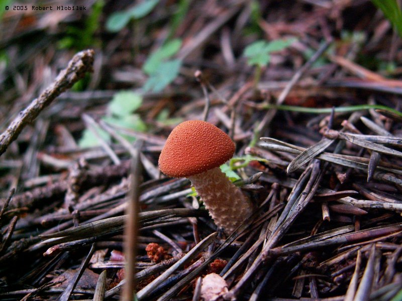 mini houba