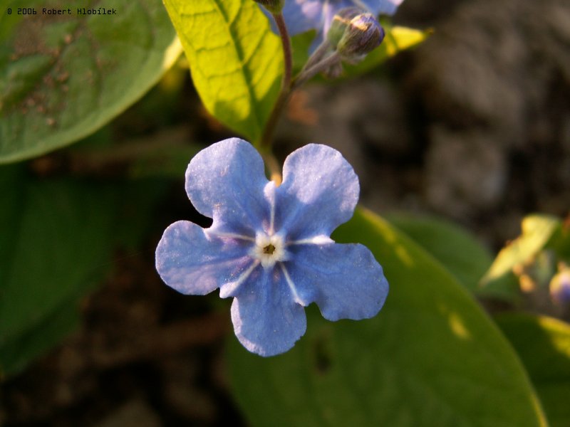 Blankytně modrý květ