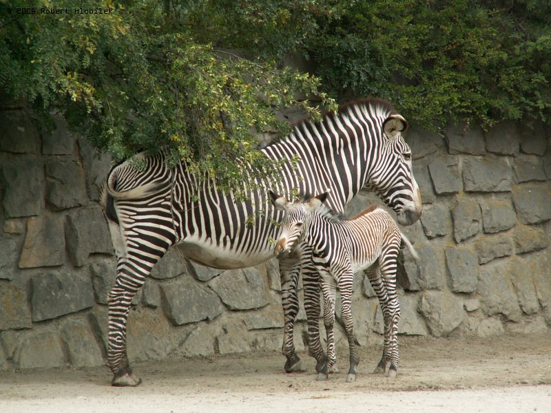 Zebra grévyho