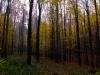Ráno v podzimním lese